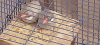 Java finch/sparrow ( cute babies (8) for sale )